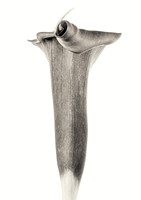 Calla With A Twist