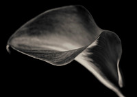 Calla I