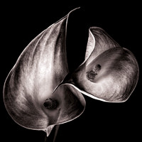 The Embrace
